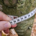 Fagus sylvatica - 1