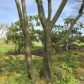 Amelanchier lamarckii - 1