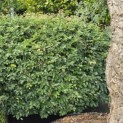 Fagus sylvatica - juni 2026