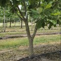 Quercus pontica - 1