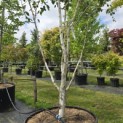 Betula utilis 'Doorenbos' - 3