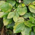 Fagus sylvatica - nazomerblad
