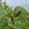 Ficus carica - 4