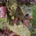 Fagus sylvatica 'Atropunicea' - Foto 3