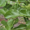Morus alba 'White Berry' - Foto 4