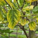 Morus alba 'White Berry' - Foto 3