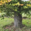 Fagus sylvatica - Foto 5