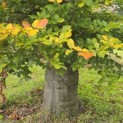 Fagus sylvatica - Foto 4