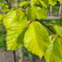 Fagus sylvatica 'Zlatia' - Foto 4