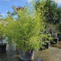 Phyllostachys aurea - 2