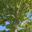 Acer x freemani 'Autumn Blaze' - Foto 7