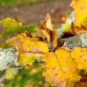 Carpinus betulus - impressie herfst