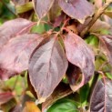 Cornus x rutban 'Aurora' - Foto 3