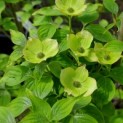 Cornus x rutban 'Aurora' - Foto 2