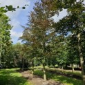 Fagus sylvatica 'Atropunicea' - Foto 1