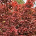 Acer palmatum 'Jerre Schwartz' - Foto 6