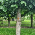 Tilia americana 'Nova' - Afbeelding 2