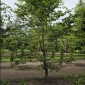 Carpinus betulus - 2