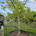 Juglans regia - 3
