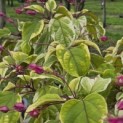 Clerodendrum trichotomum 'Variegatum' - Foto 1