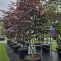 Acer palmatum 'Bloodgood' - Foto 6