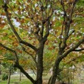 Platanus x hispanica - 2