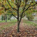 Platanus x hispanica - 1