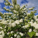 Viburnum plicatum 'Popcorn' - Foto 1
