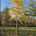Ginkgo biloba - 5