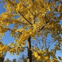 Ginkgo biloba - 6
