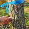 Ginkgo biloba - 7