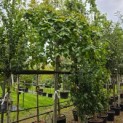 Ulmus 'Camperdownii' - Foto 1