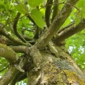 Carpinus betulus 'Frans Fontaine' - Foto 1