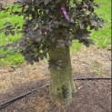 Fagus sylvatica 'Atropunicea' - 1