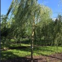 Salix x sepulcralis 'Chrysocoma' - Foto 3