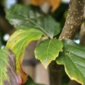 Parrotia persica 'Vanessa' - Foto 2