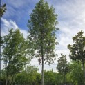 Quercus ilex - 1