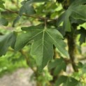 Acer campestre - 2