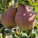 Pyrus communis 'Rode Williams' - Foto 1