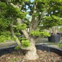 Acer palmatum 'Shishigashira' - 3