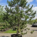 Pinus nigra 'Nigra' - Foto 1