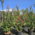Lagerstroemia indica 'Tuscarora' - Foto 1
