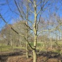 Carpinus betulus - 2