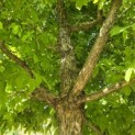 Acer Triflorum - 4