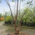 Acer griseum - 4