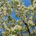 Cornus kousa 'Milky Way' - Foto 2
