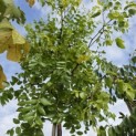 Ziziphus 'Jujuba' - Foto 3