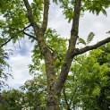 Gleditsia triacanthos 'Sunburst' - Foto 2