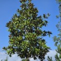 Magnolia grandiflora 'Galissonnière' - Foto 2