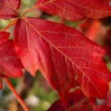 Acer griseum - 1